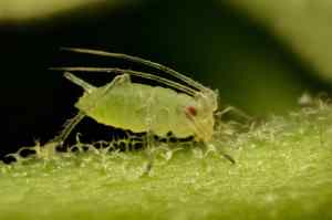 aphid